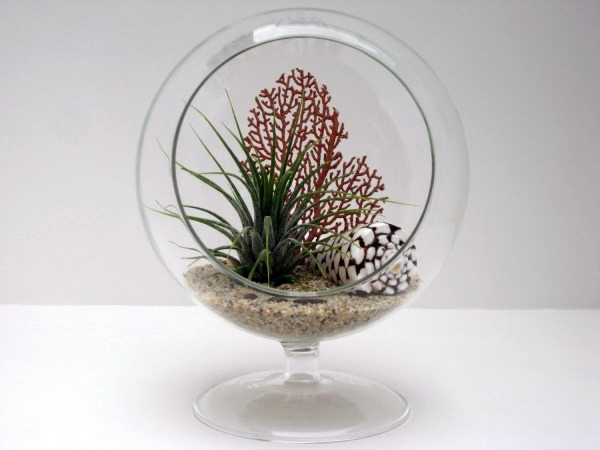 Create a unique air plant terrarium