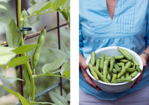 Landscaping Ideas for Beginners - Planting edible plants Landscaping Ideas for Beginners - Planting edible plants