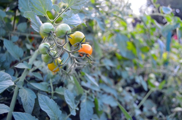 Landscaping Ideas for Beginners - Planting edible plants Landscaping Ideas for Beginners - Planting edible plants