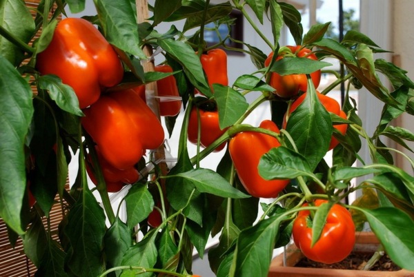 Landscaping Ideas for Beginners - Planting edible plants Landscaping Ideas for Beginners - Planting edible plants