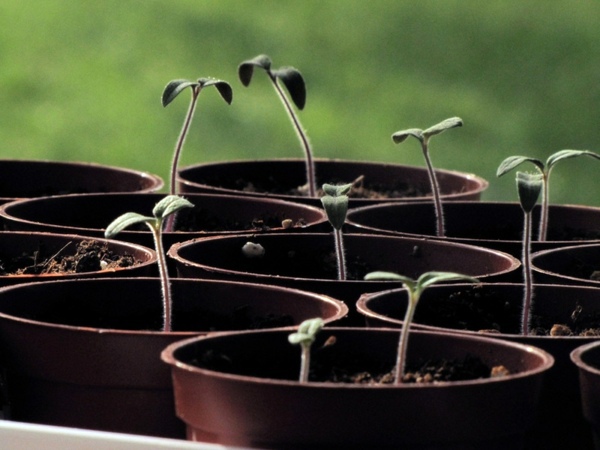 Garten & Pflanzen - Time to plan the garden design: Get ready for spring