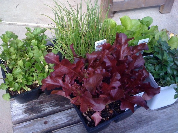 Time to plan the garden design: Get ready for spring