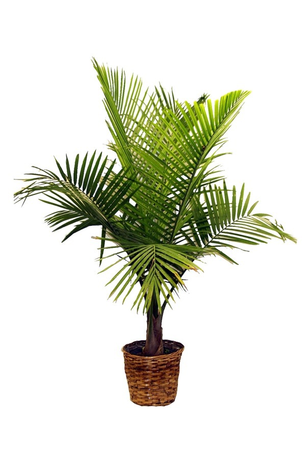 Einrichtungsideen - Palm species as house plants - hardy, exotic solutions Einrichtungsideen - Palm species as house plants - hardy, exotic solutions