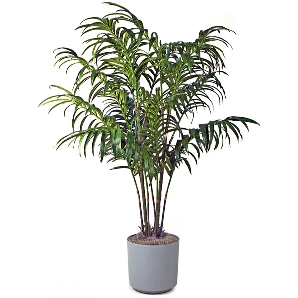 Garten & Pflanzen - Palm species as house plants - hardy, exotic solutions Garten & Pflanzen - Palm species as house plants - hardy, exotic solutions