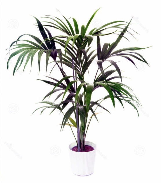 Palm species as house plants - hardy, exotic solutions