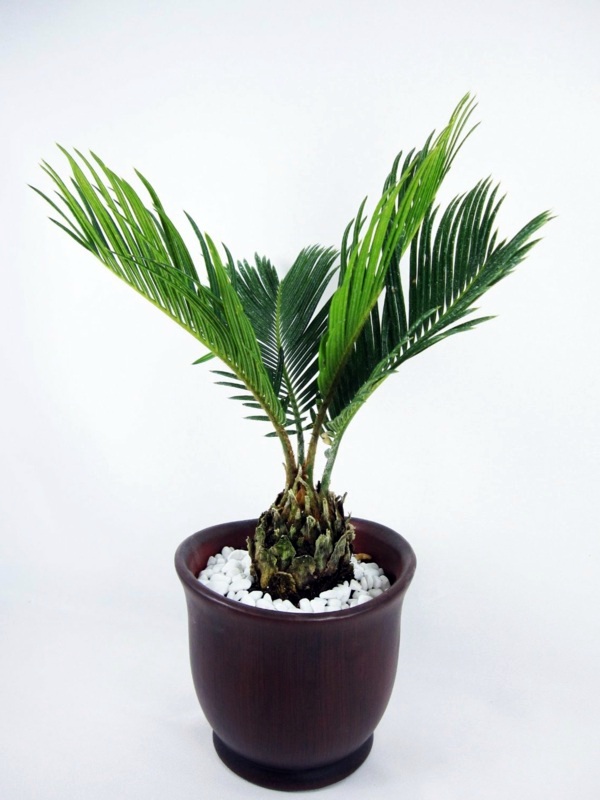 Palm species as house plants - hardy, exotic solutions Palm species as house plants - hardy, exotic solutions