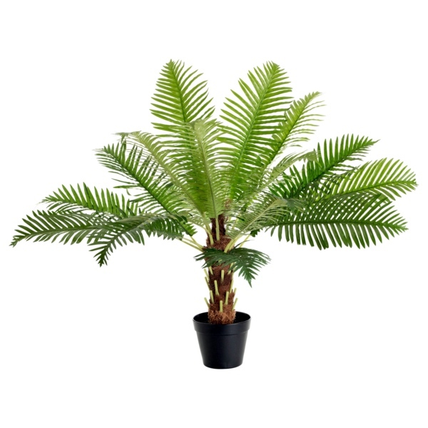Palm species as house plants - hardy, exotic solutions Palm species as house plants - hardy, exotic solutions