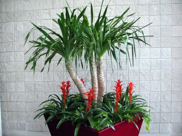 Palm species as house plants - hardy, exotic solutions Palm species as house plants - hardy, exotic solutions