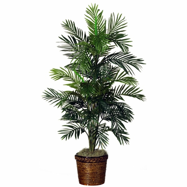 Palm species as house plants - hardy, exotic solutions Palm species as house plants - hardy, exotic solutions