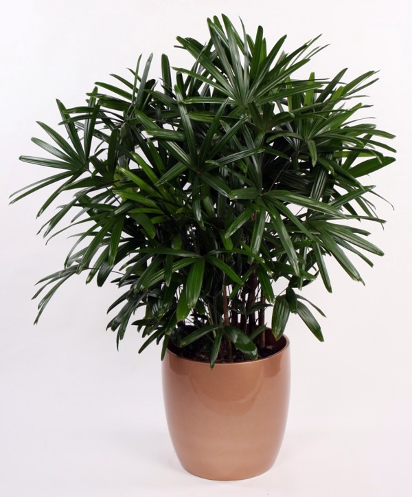 Palm species as house plants - hardy, exotic solutions Palm species as house plants - hardy, exotic solutions
