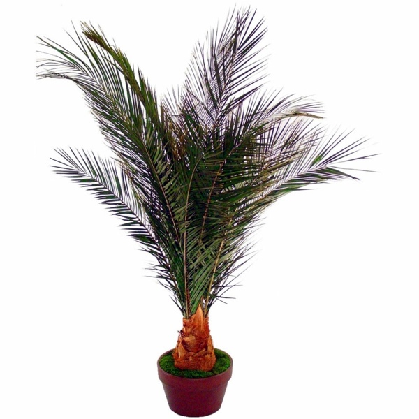Gartengestaltung - Palm species as house plants - hardy, exotic solutions Gartengestaltung - Palm species as house plants - hardy, exotic solutions