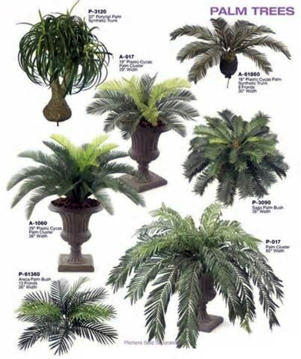 Palm species as house plants - hardy, exotic solutions Palm species as house plants - hardy, exotic solutions