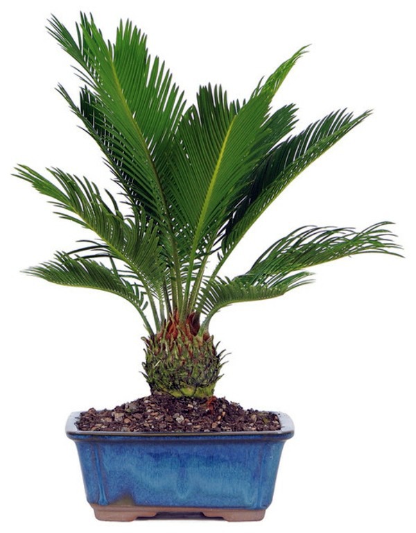 Palm species as house plants - hardy, exotic solutions