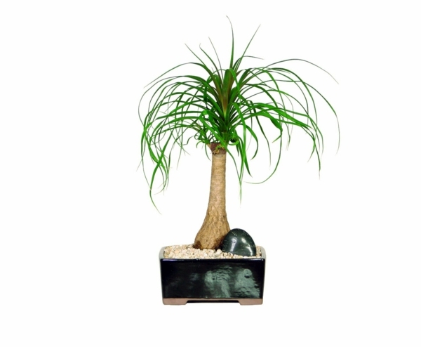 Palm species as house plants - hardy, exotic solutions Palm species as house plants - hardy, exotic solutions