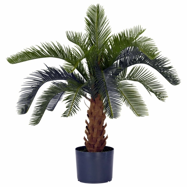 Palm species as house plants - hardy, exotic solutions Palm species as house plants - hardy, exotic solutions