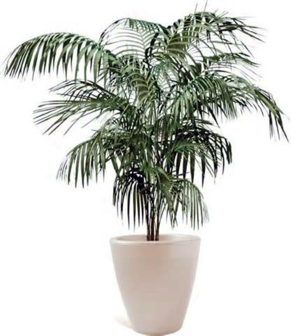Palm species as house plants - hardy, exotic solutions Palm species as house plants - hardy, exotic solutions