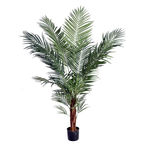 Palm species as house plants - hardy, exotic solutions Palm species as house plants - hardy, exotic solutions