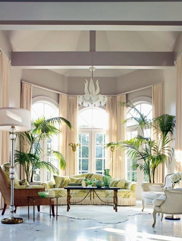 Indoor palm images - which are the typical types of palm trees? Indoor palm images - which are the typical types of palm trees?