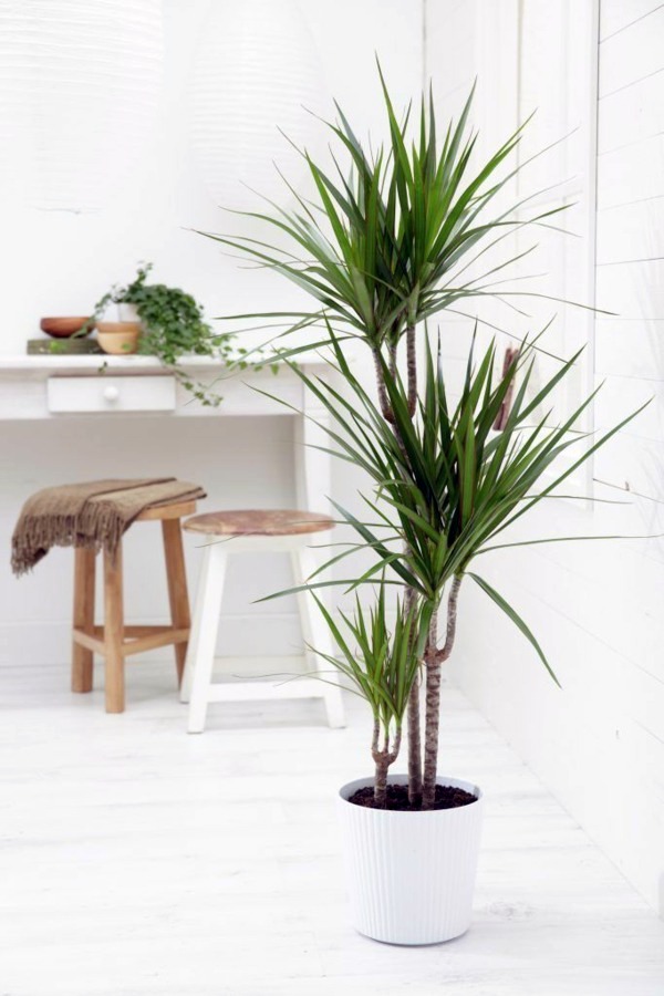 Planta tipo palmera de interior