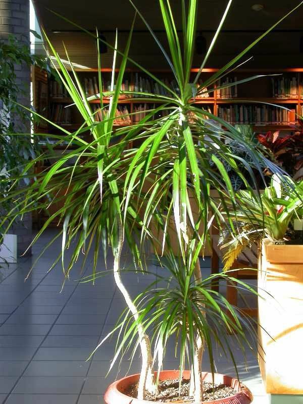Types Of Indoor Palm Trees