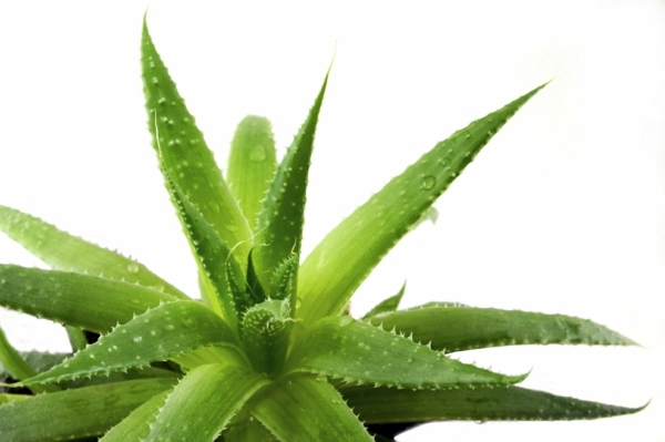 Garten und Landschaftsbau - Sturdy houseplants - popular, easy care potted plants