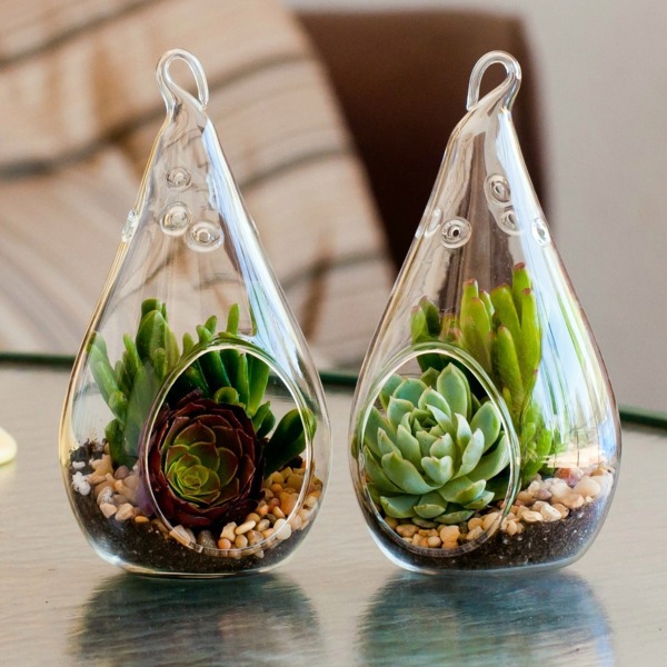 Sturdy houseplants - popular, easy care potted plants