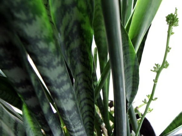 Sturdy houseplants - popular, easy care potted plants
