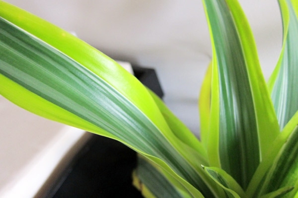 Sturdy houseplants - popular, easy care potted plants