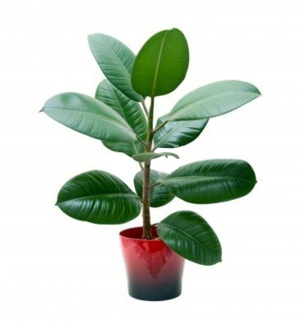 Sturdy houseplants - popular, easy care potted plants