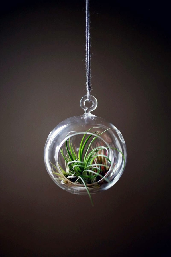 Sturdy houseplants - popular, easy care potted plants