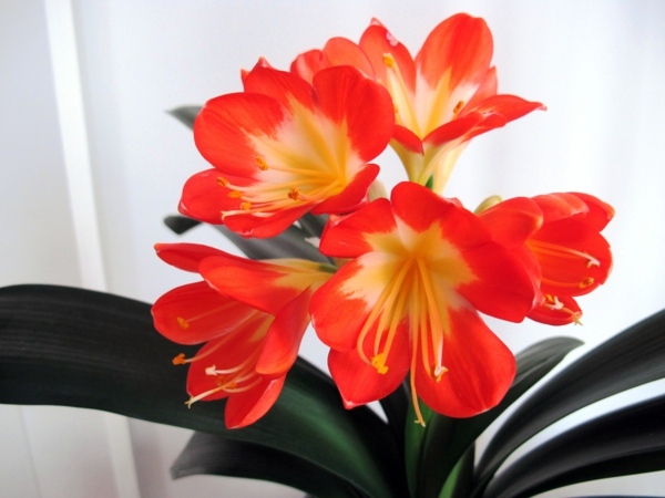 Sturdy houseplants - popular, easy care potted plants