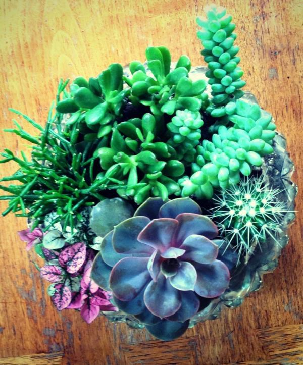 Sturdy houseplants - popular, easy care potted plants