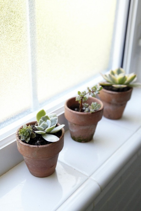 Sturdy houseplants - popular, easy care potted plants