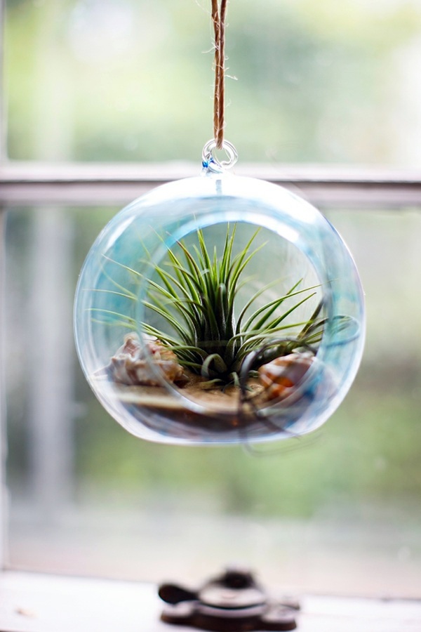 Sturdy houseplants - popular, easy care potted plants