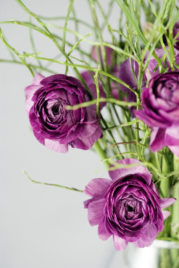 Sturdy houseplants - popular, easy care potted plants