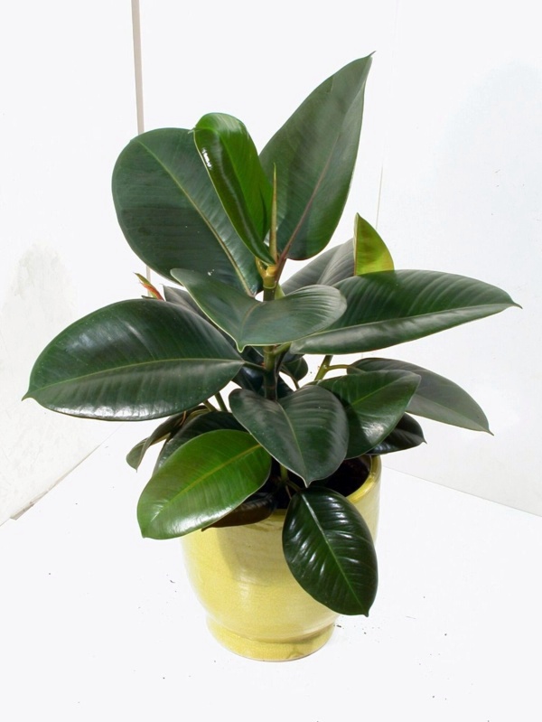 Sturdy houseplants - popular, easy care potted plants