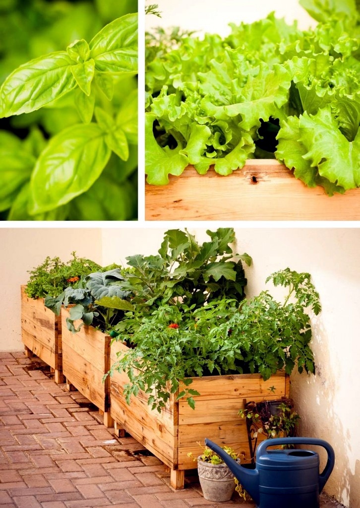 Tips to develop a city garden Avso