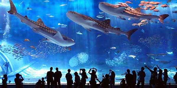 Top 5: The most amazing giant aquariums in the world