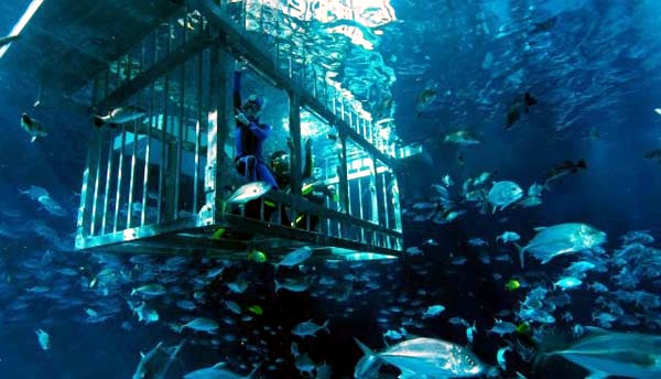 Top 5: The most amazing giant aquariums in the world