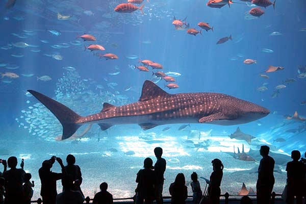 Top 5: The most amazing giant aquariums in the world Top 5: The most amazing giant aquariums in the world