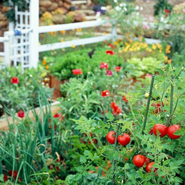garden vegetable vegetables landscape gardening budget gardens plan plants tips tomatoes fruits onions first starting great veggie better homes grow