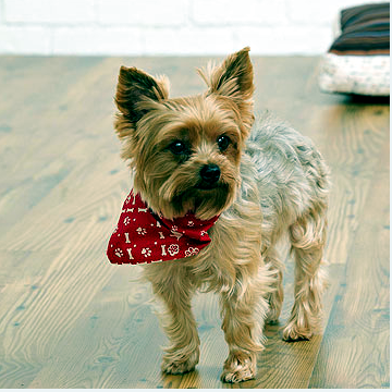 Decorating tips - How to decorate when we have animals? Decorating tips - How to decorate when we have animals?