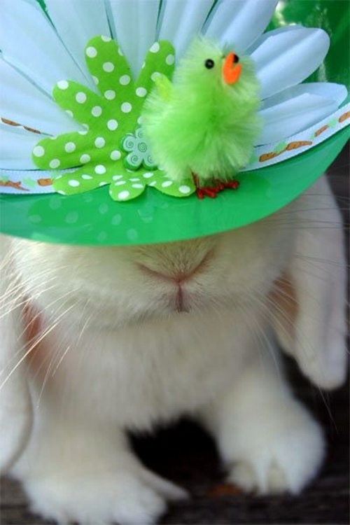 100 ideas for original Easter decoration