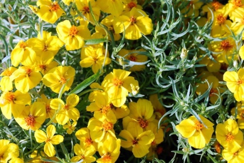 Great Design Plant: The zinnia in the garden brightens dry spots