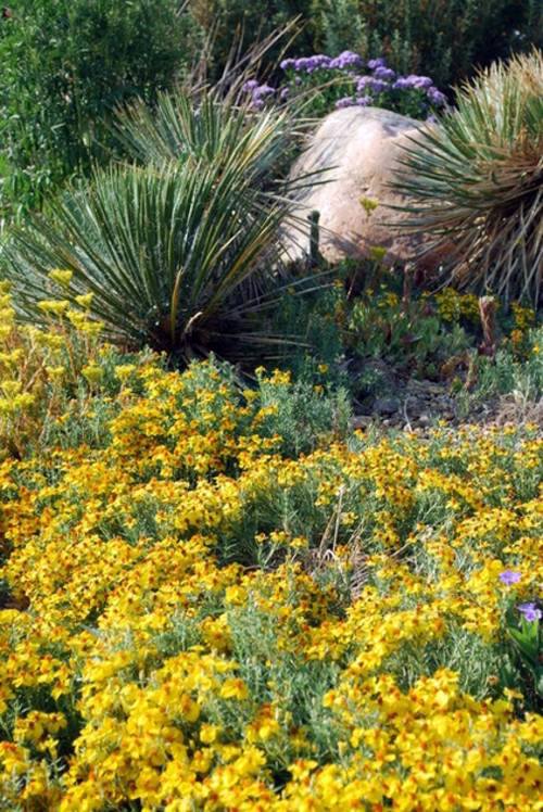 Great Design Plant: The zinnia in the garden brightens dry spots