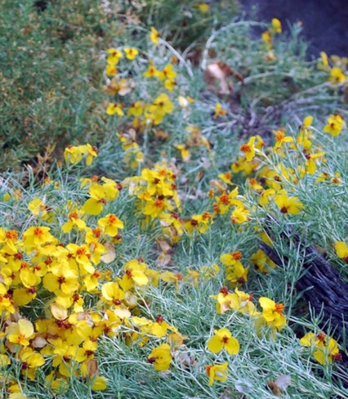 Great Design Plant: The zinnia in the garden brightens dry spots