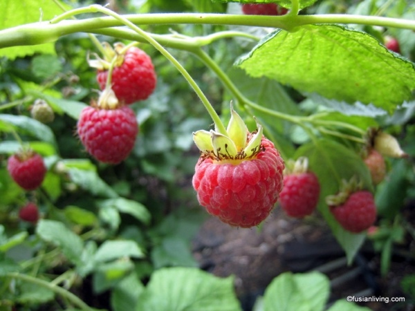 Raspberries in the garden planting - useful tips