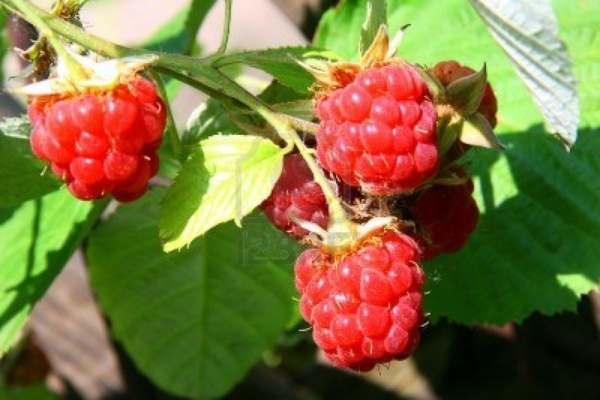 Raspberries in the garden planting - useful tips