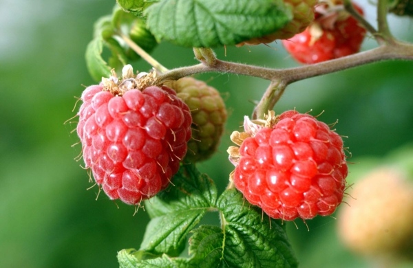 Raspberries in the garden planting - useful tips