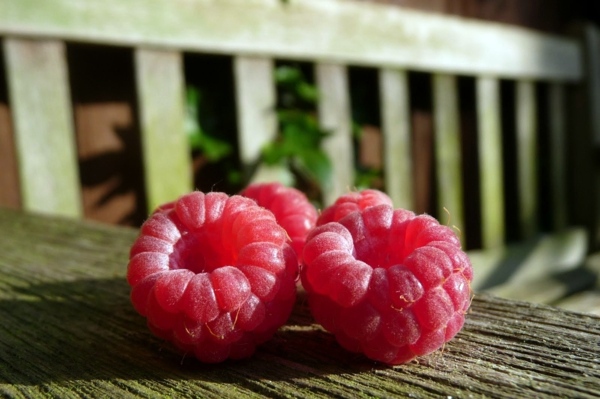 Raspberries in the garden planting - useful tips
